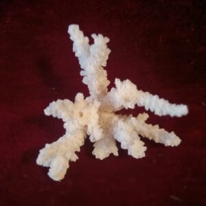8050 korall 7x5 cm